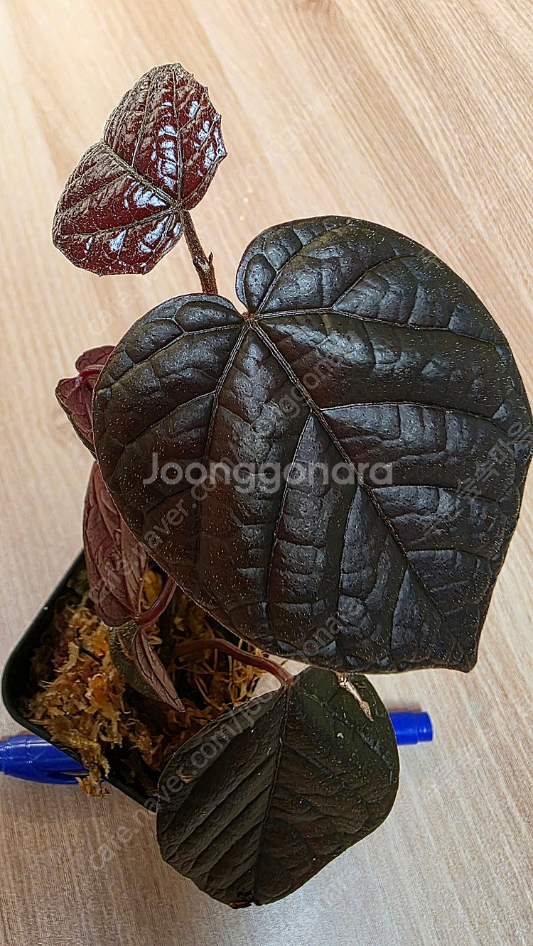 파이퍼 배트맨 Pterisanthes pterisant...--2