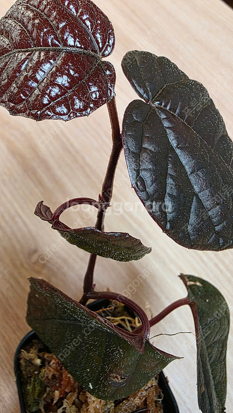파이퍼 배트맨 Pterisanthes pterisant...--3