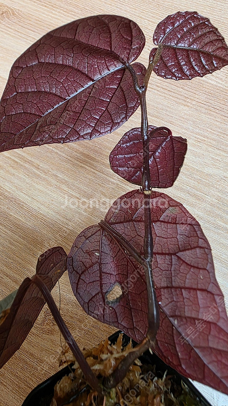 파이퍼 배트맨 Pterisanthes pterisant...--4