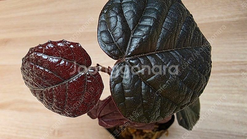 파이퍼 배트맨 Pterisanthes pterisant...--5