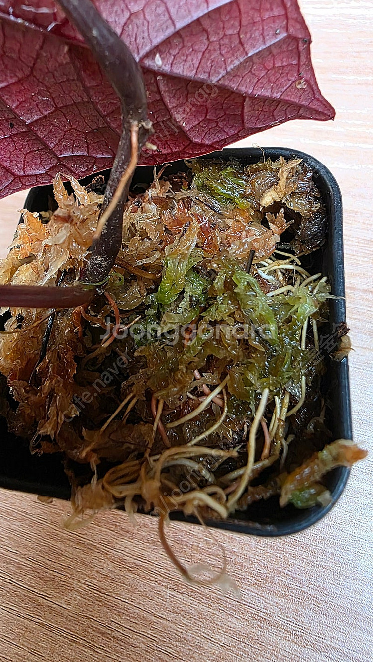 파이퍼 배트맨 Pterisanthes pterisant...--6
