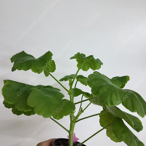 제라늄 솔베이그 러시아제라늄 곁줄기 2.0