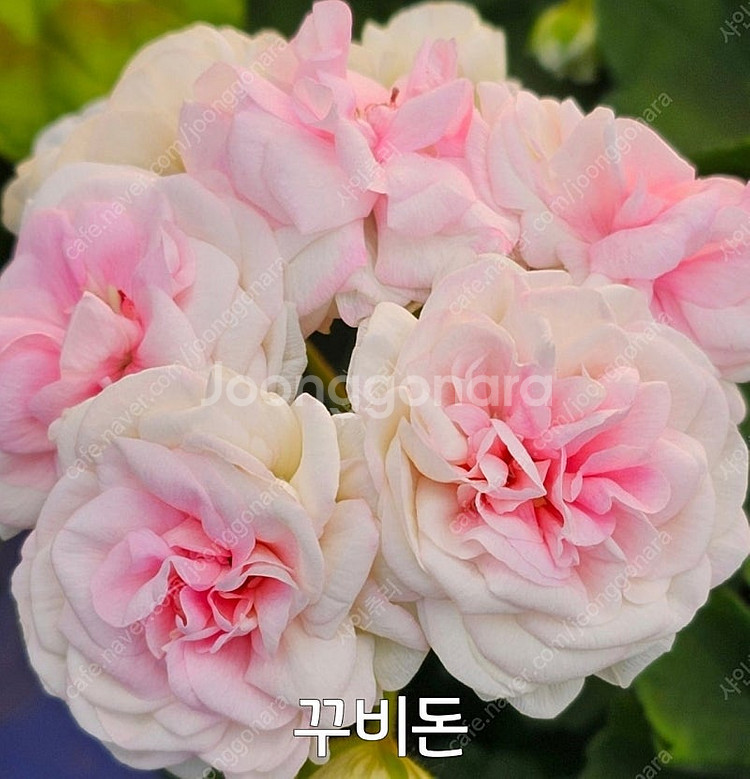제라늄 꾸비돈 러시아제라늄 1.4--4