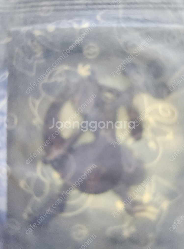 포켓몬 띠부씰 1세대(뮤,뮤츠)--0