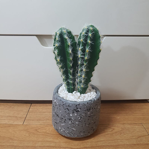 조화 선인장 팝니다
