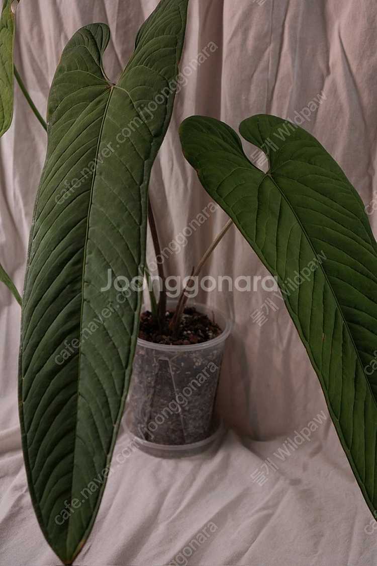 안스리움 파나멘세--0