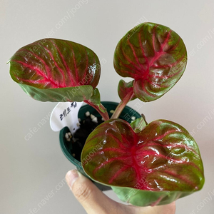칼라디움 레드컵