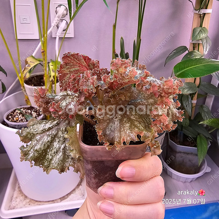식물/베고니아/플라밍고댄스--3
