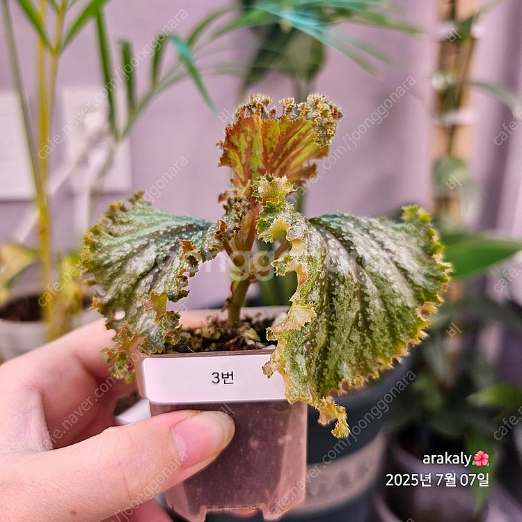 식물/베고니아/플라밍고댄스--4