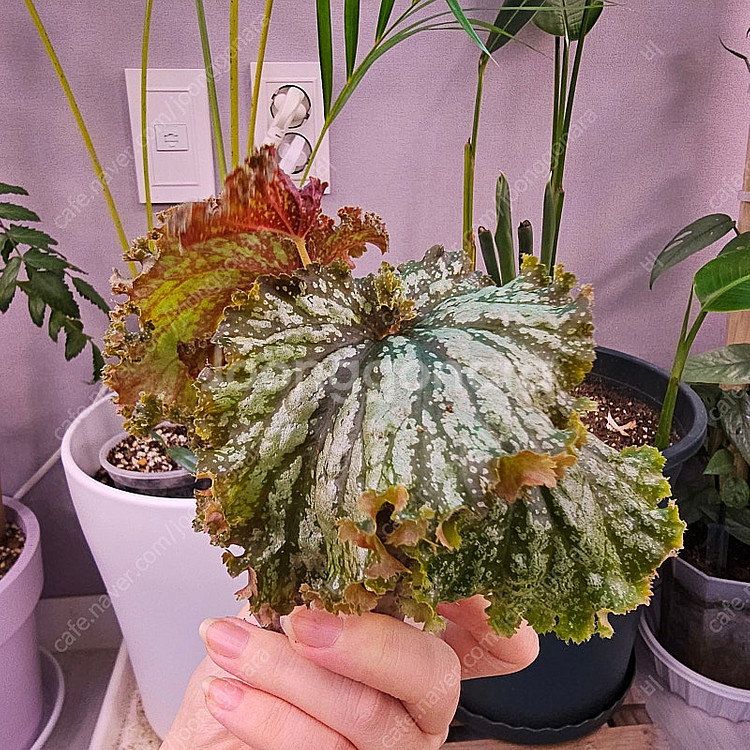 식물/베고니아/플라밍고댄스--6