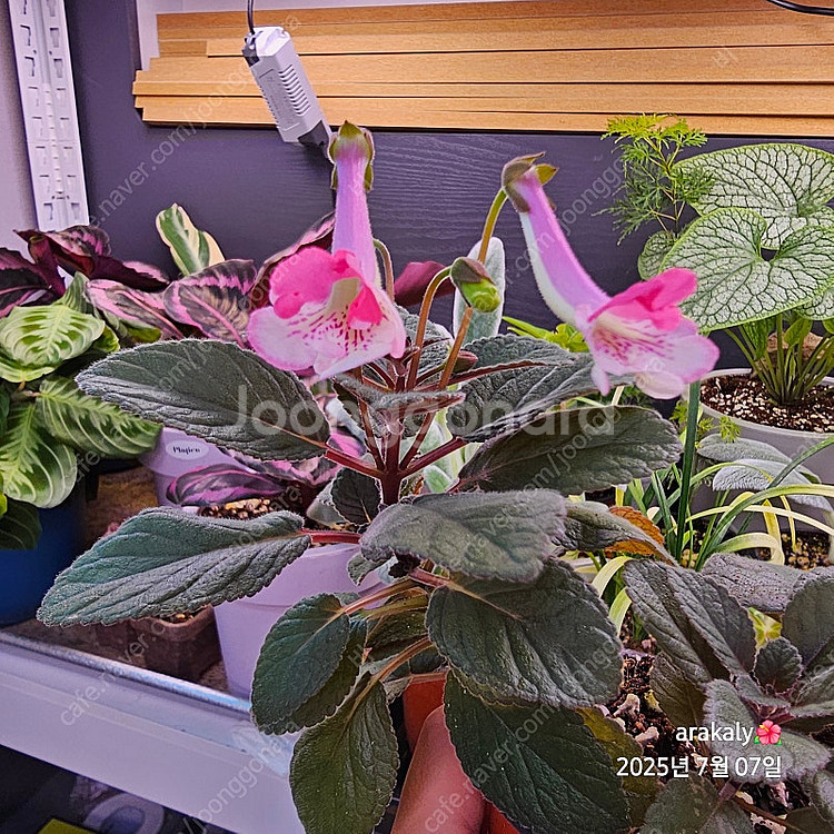 식물/신닌기아-스톤율리아--3