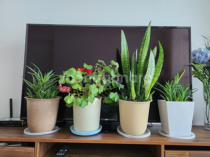 반려식물 화분 판매합니다--0