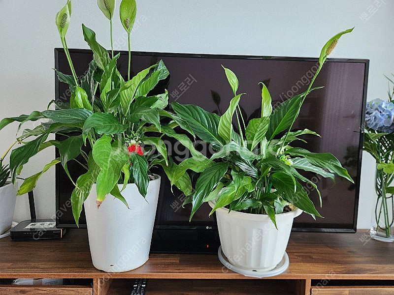 반려식물 화분 판매--0