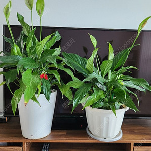 반려식물 화분 판매