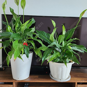 반려식물 화분 판매