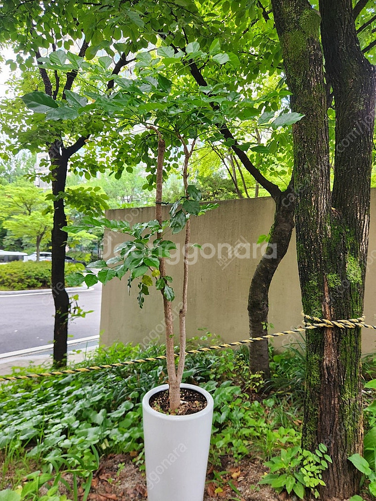 화분 반려식물 판매합니다--0