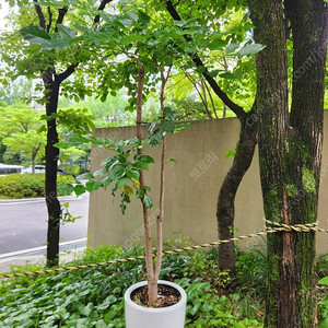 화분 반려식물 판매합니다