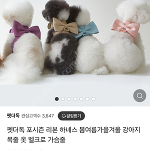 펫더독 리본하네스+리드줄 m사이즈