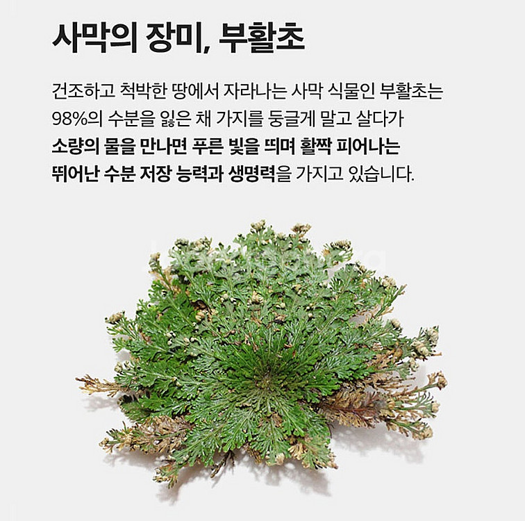 새상품 리더스 아임피토 부활초 수딩젤 200ml 수분크...--2