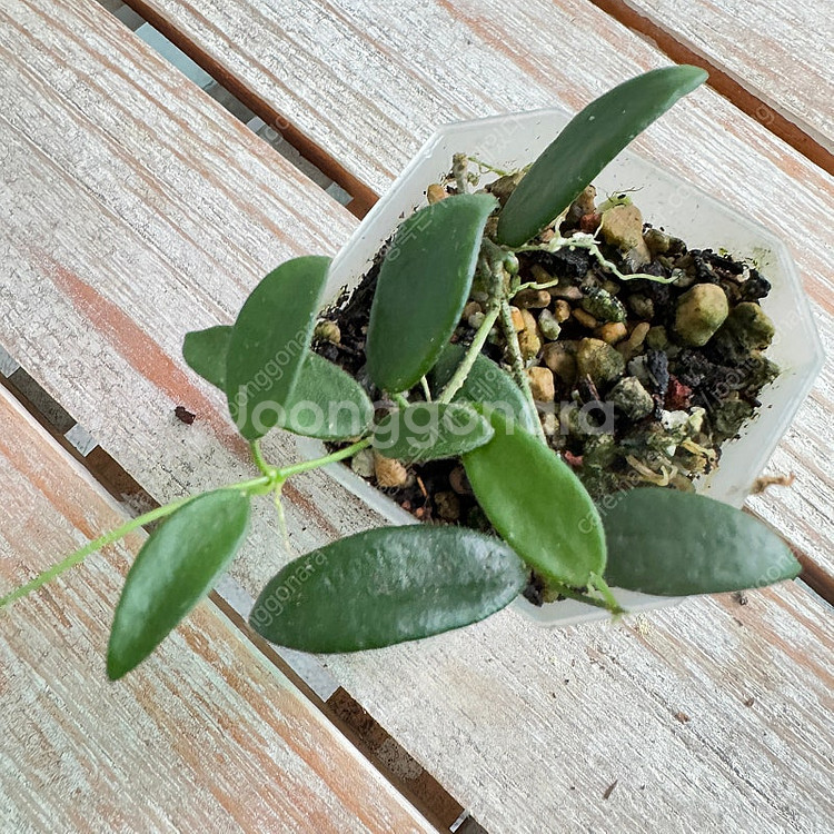 호야 리밴드 화이트 택포--0