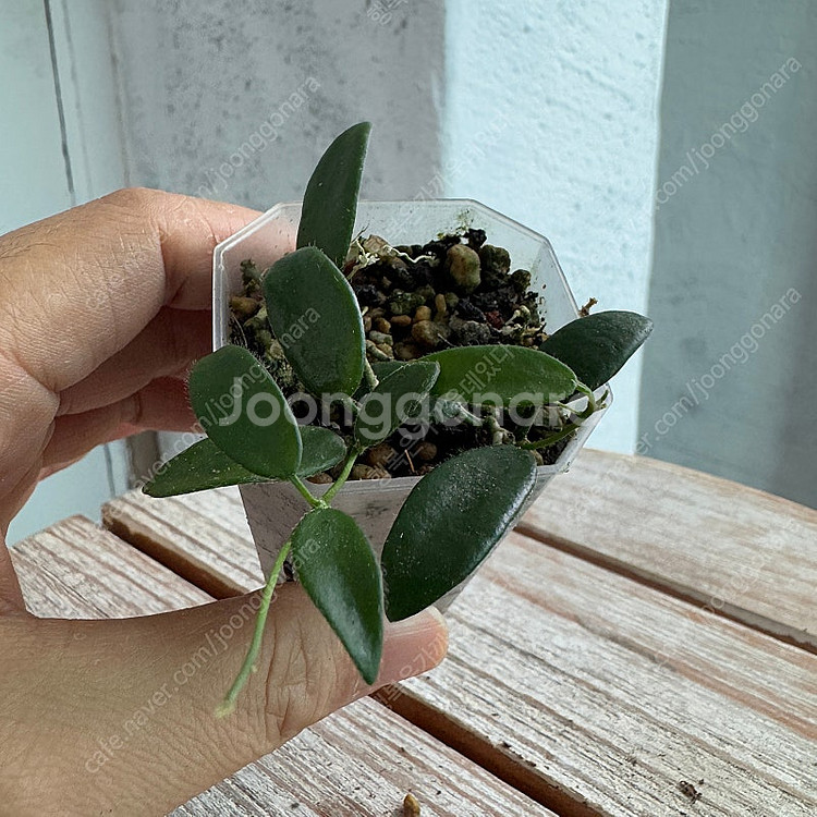 호야 리밴드 화이트 택포--1