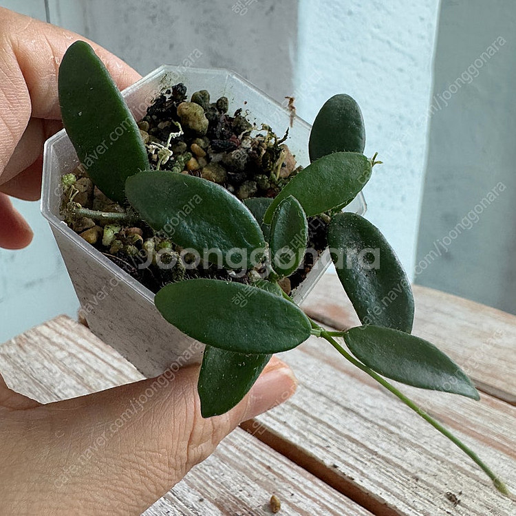 호야 리밴드 화이트 택포--2