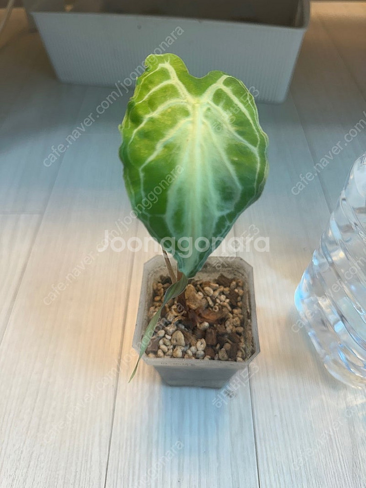 알로카시아 베놈--0