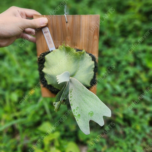 박쥐란 윌링키 유니스포