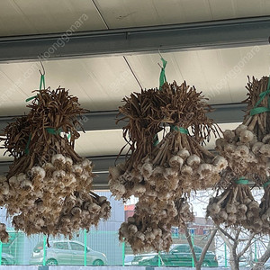 홍산마늘 중 자