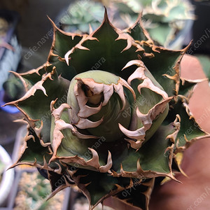 아주 이쁜 아가베티타노타 레드캣 위즐 성체급