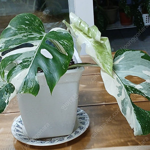 몬스테라알보 무천이 분양