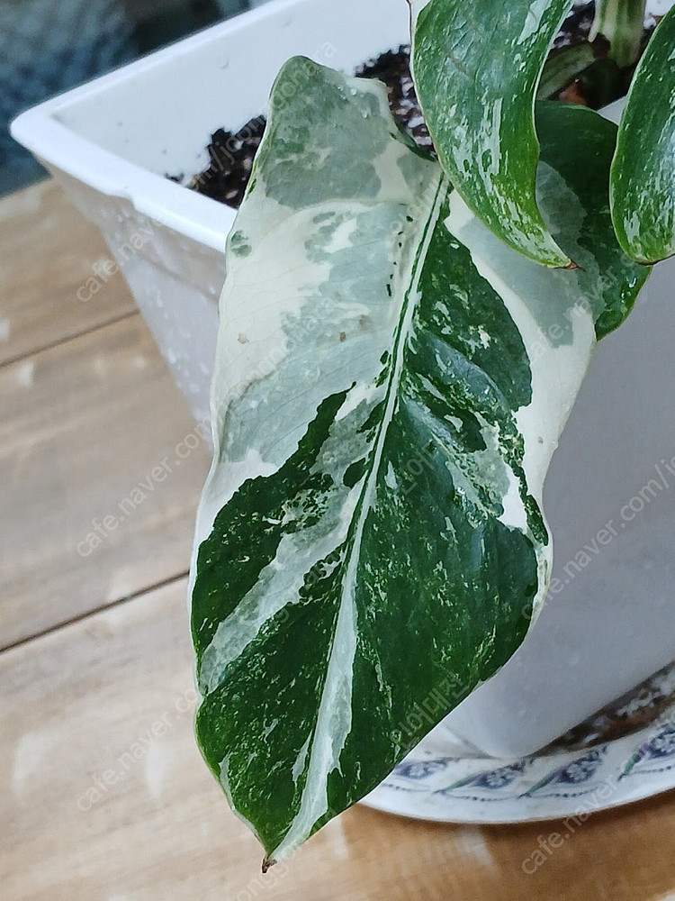 몬스테라알보 무천이 분양--2