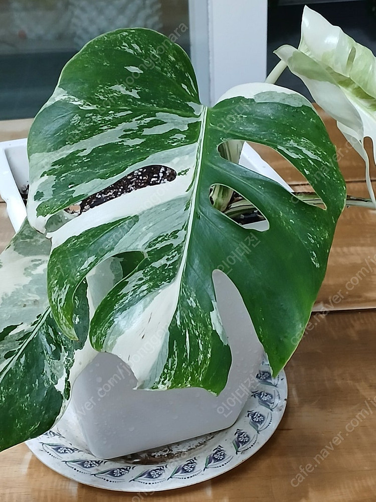 몬스테라알보 무천이 분양--3