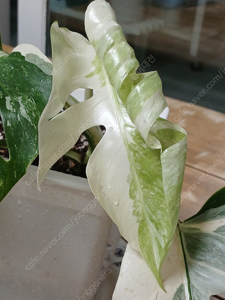 몬스테라알보 무천이 분양--4