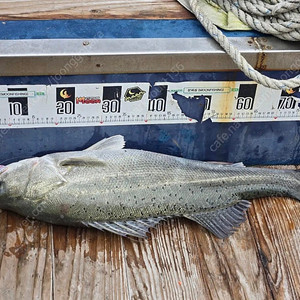 참에어 갑오징어 552 ml 스파이럴 대 보증서 구합니다