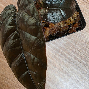 파이퍼 블랙 메탈릭 카푸아스 (다크 메탈릭 베트맨 )