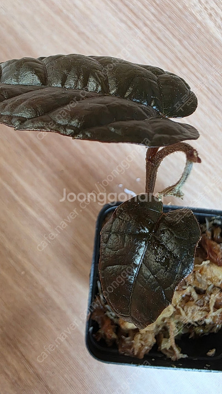 파이퍼 블랙 메탈릭 카푸아스 (다크 메탈릭 베트맨 )--1