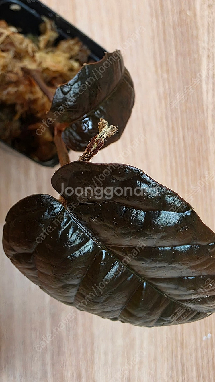 파이퍼 블랙 메탈릭 카푸아스 (다크 메탈릭 베트맨 )--2