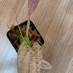 디오스코레아 픽셀핑크