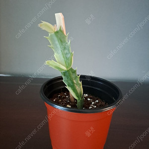 금게발선인장 (수입)