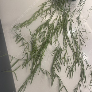호야 리네아리스 대품