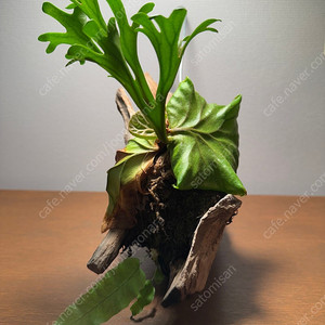 박쥐란 리들리 목부작 행잉식물