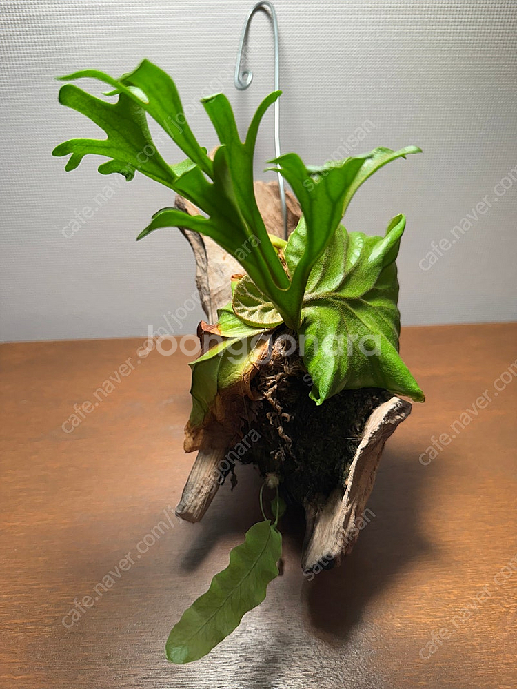 박쥐란 리들리 목부작 행잉식물--4