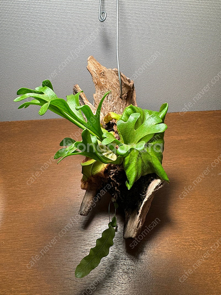 박쥐란 리들리 목부작 행잉식물--6