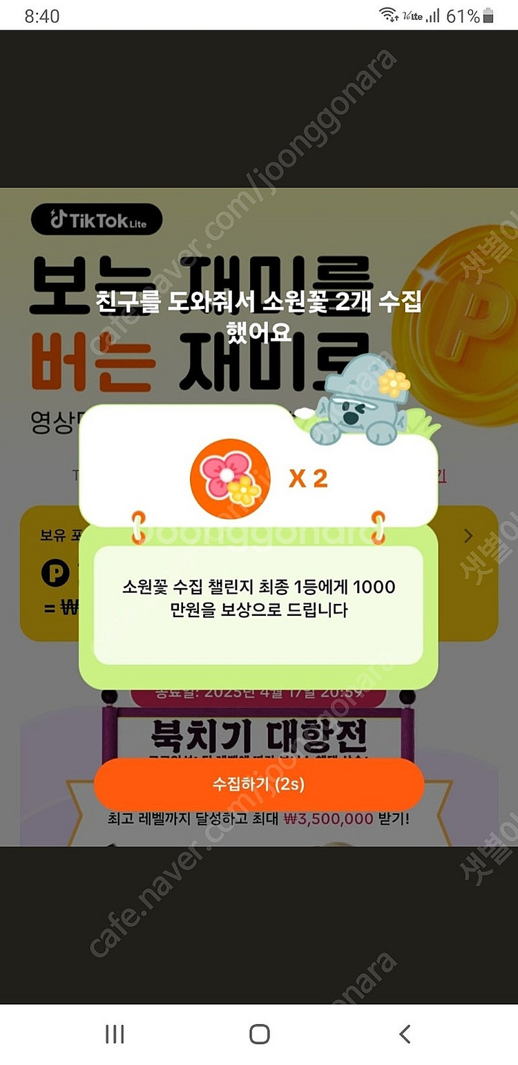 틱톡라이트소원꽃--0