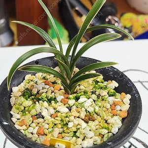 한국춘란 단엽복륜 신라