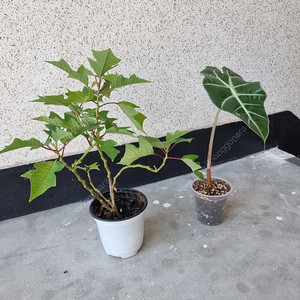 거북알로카시아 바리에가타 (무늬약함), 포인세티아(붉은빛 빠짐) 일괄