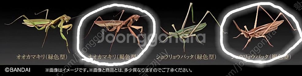 반다이 생물대도감 가챠 왕사마귀와 메뚜기--0