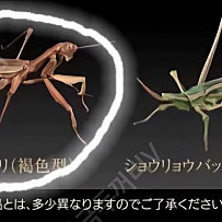 반다이 생물대도감 가챠 왕사마귀와 메뚜기
