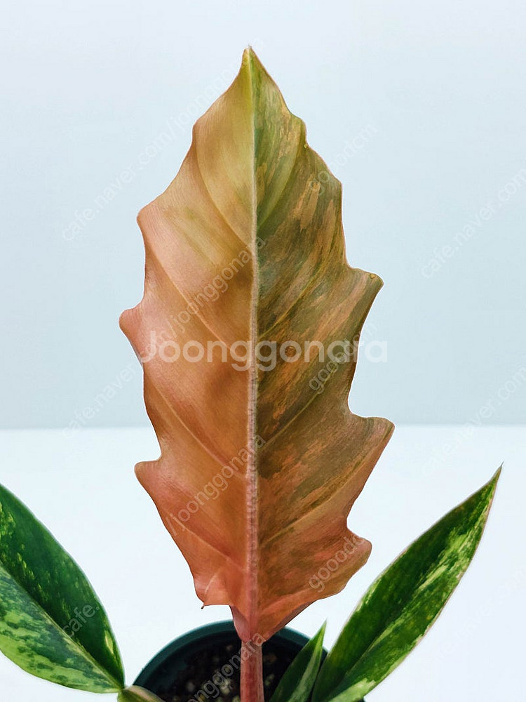 필로덴드론 카라멜마블 바리에가타--0